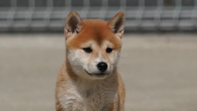 新しい飼い主さん募集中!分譲可能犬!2022.8.29生まれ オス&メス