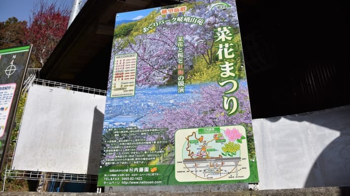 さくら狩り 神奈川県松田町あぐりパーク嵯峨山苑 松田山菜花まつり(1)な・なにぃ!こっちも行列