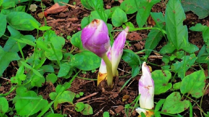 座間「かにが沢公園」では「イヌサフラン」が可憐な花姿を披露中！！