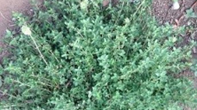 僕の庭の植物②~グラウンドカバーで雑草対策! クリーピングタイム、芝桜、アメリカンブルー