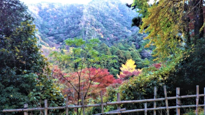 鰐淵寺の紅葉