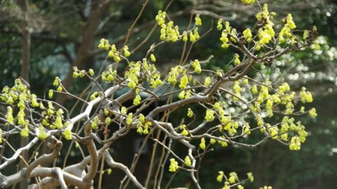 2025年 3月13日(木)の「皇居東御苑」