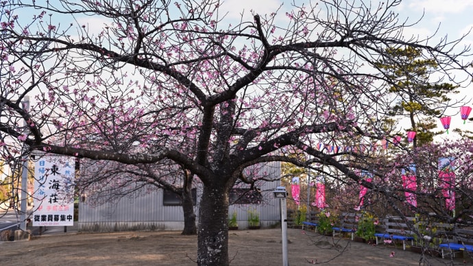 ◆しらこ桜（長生郡白子町）