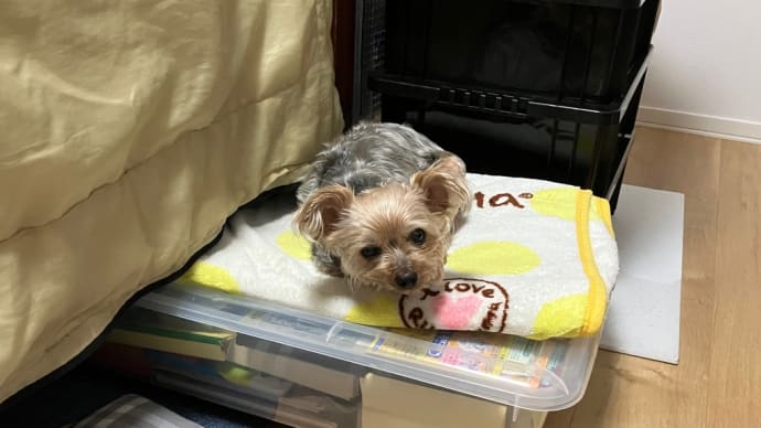 部屋がぐちゃぐちゃ