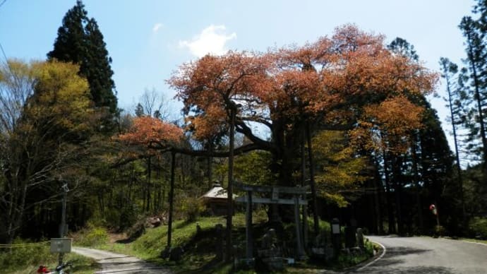 『磯上のヤマザクラ』を見に行く(栃木は山桜も散っていた・・・)