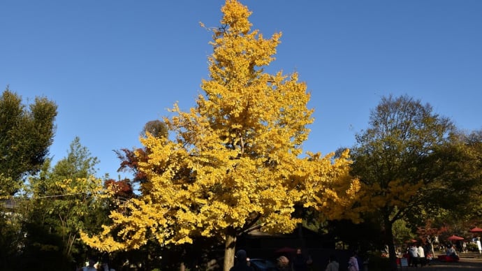 もみじ狩り　3日目ー⑤　京都市東山区祇園町北側　八坂神社（2）青空と黄色のイチョウの木