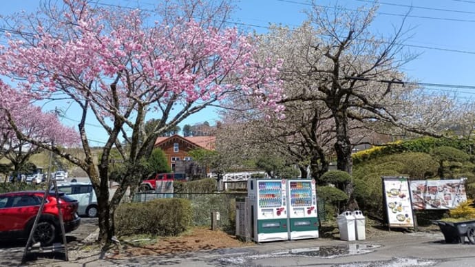 250414_御殿場の時之栖に桜を見に行ってきた