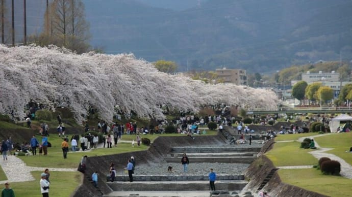 篠窪（しのくぼ）の隣町　秦野市の「水無川」の桜が満開です（2024/04/06)