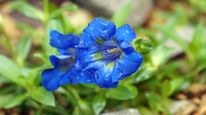 咲くやこの花館シリーズ　その３