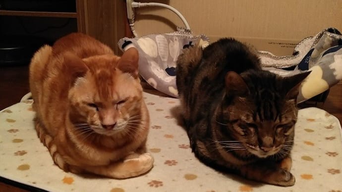 猫ホカペ 始めました。