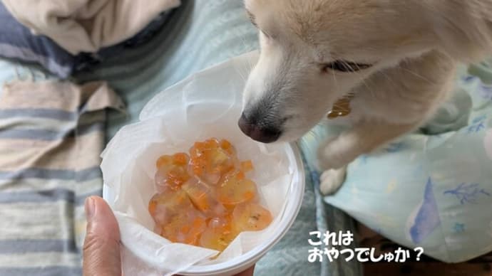 Soy Variationsさんのわんこケーキ(試食用)