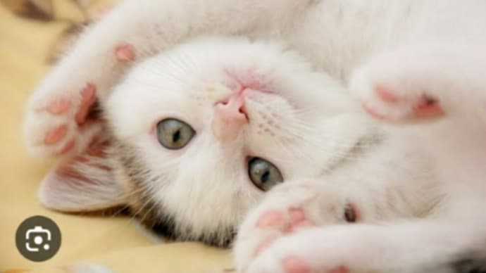 おはようございます❗🐈