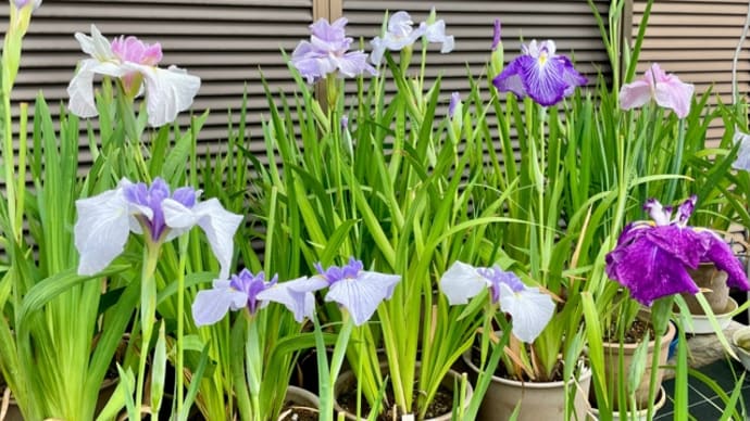 花数は少ないけどまだまだ開花期は続きそう