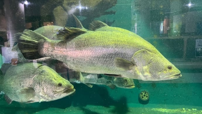 高知県の桂浜水族館