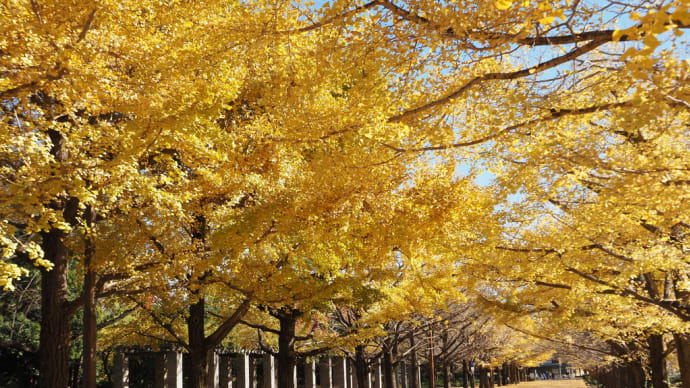 昭和記念公園で秋を撮る