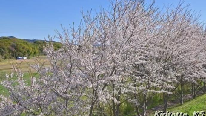 桜と天浜線、其の六