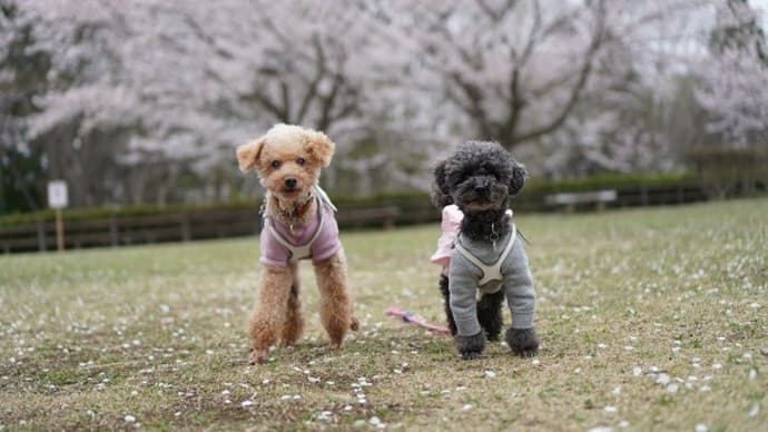 3年前の総合公園の桜