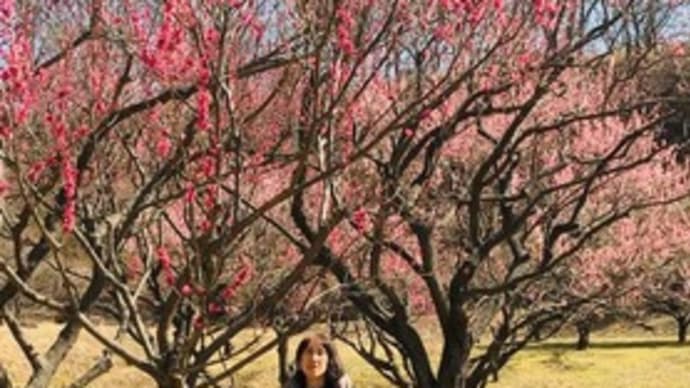 またまた行ってきました~敷島総合公園 梅の里 矢木羽湖 満開近し~南アルプスと富士山を見ながら