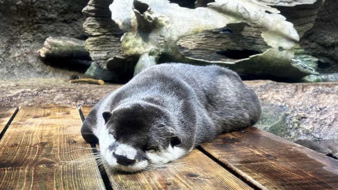 カワウソさん ペンギンさん