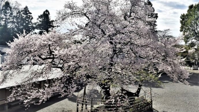春爛漫 高麗神社