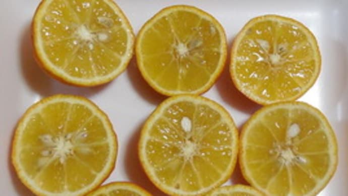 大量の柑橘を搾る