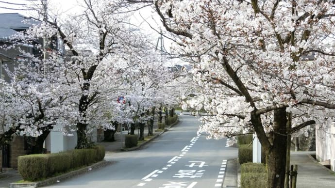 今朝の散歩は「武庫山」「寿楽荘」の桜並木です！