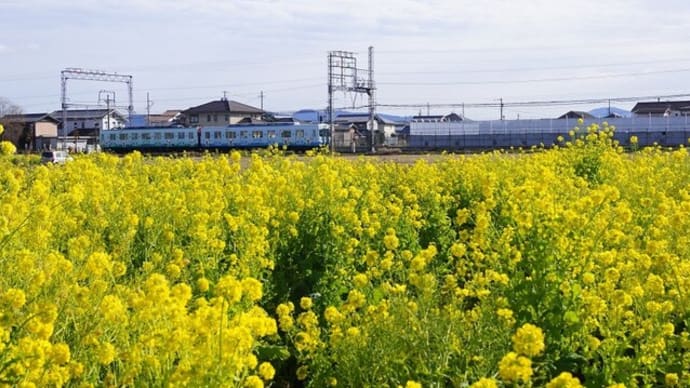 明和町「菜の花畑(斎宮跡)見てきました~(^^) 2023