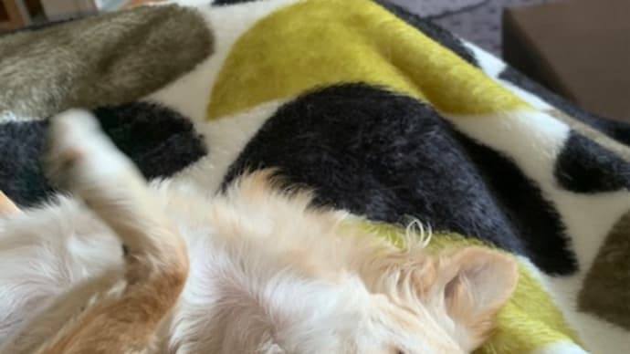 とりあえず寝ましょうね💤
