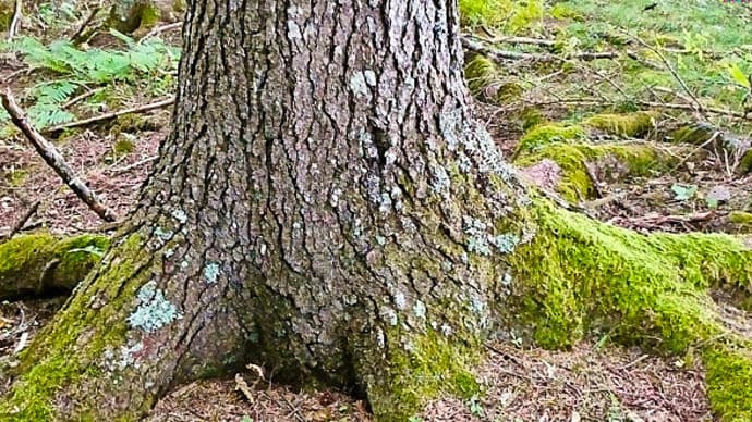 北海道厚岸町厚岸郡界林道支線沿いの針葉樹林で、オオモミタケの新たなサイトを発見しました
