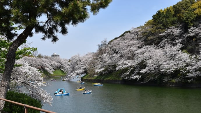さくら狩り 東京都千代田区 千鳥ヶ淵緑道(2)千鳥ヶ淵ボート場