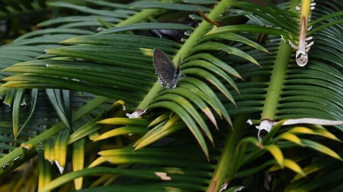 我が町でクロマダラソテツシジミ大量発生かも?