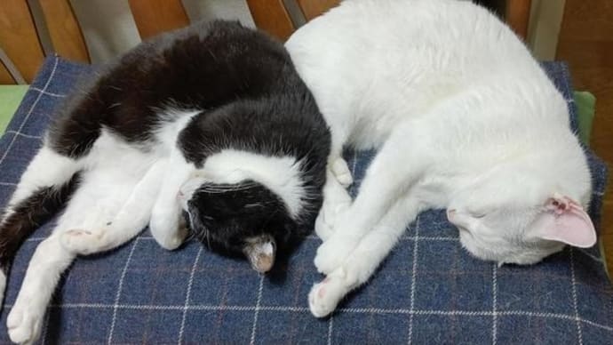 寝付きを良くして