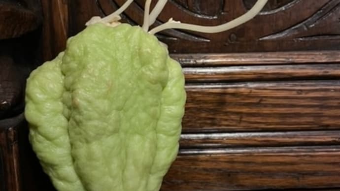 「芽が出るハヤトウリ」