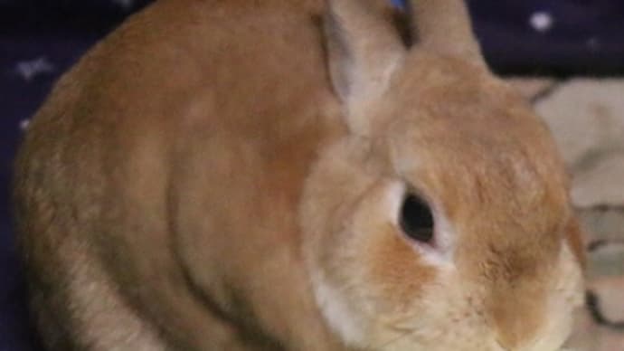 今日のむぎまる君2019(その37)救助要請、むぎまる君