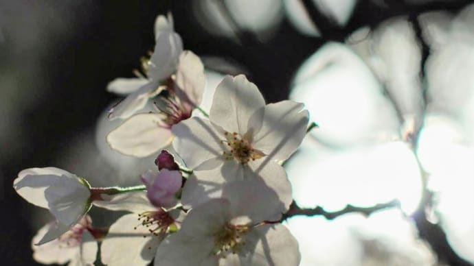 木漏れ日に咲く桜