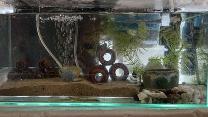 日淡水槽リセット