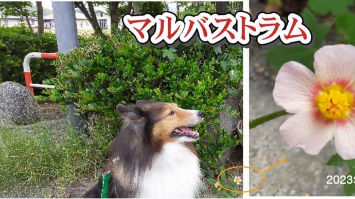 小次郎と夏の草花－マルバストラム－