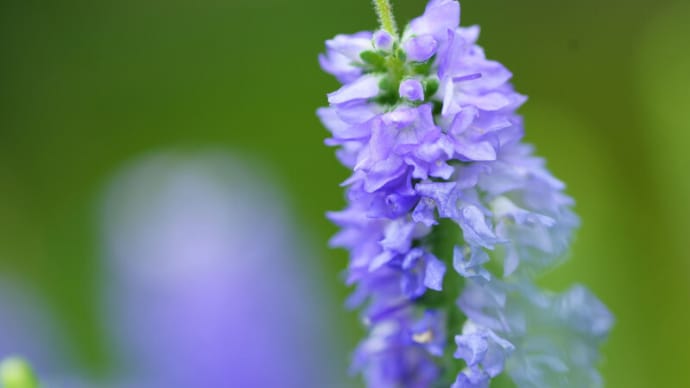 ●我が家の8月の花(3) ベロニカ・ロイヤルキャンドル ブルーサルビア エキナセア ピンクのムクゲ コムラサキの花 マリーゴールド