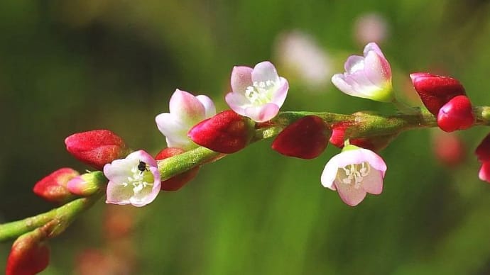 ヤナギタデ、イタドリ - タデ科