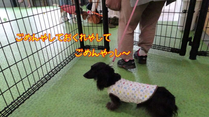 てけてけに 行ってきたよ ドッグラン編