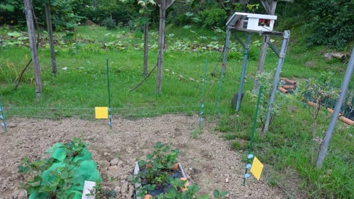 雑草で電気柵が漏電