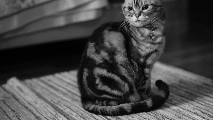 It's A Monochrome World