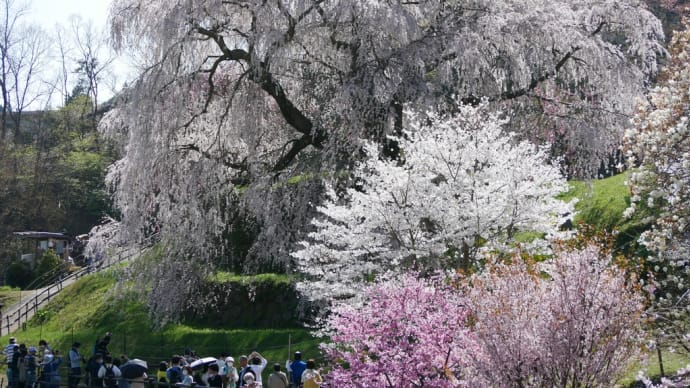 今年の桜🌸、振り返り