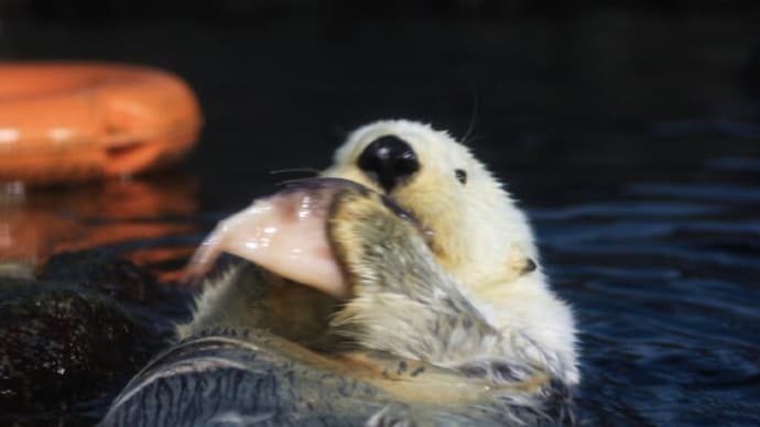 ●2008年 のとじま水族館 今は亡きラッコなど トンネル水槽 ペンギン イルカ