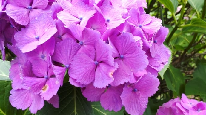 紫陽花