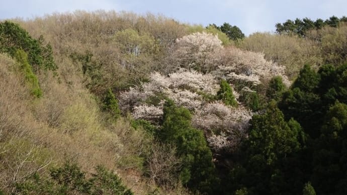 芽吹いた林にヤマザクラ 足元にはアオダイショウ