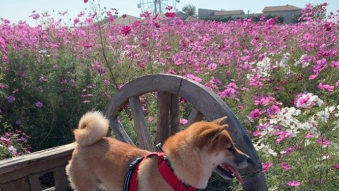 わんこ散歩で、ソレイユの丘のコスモスを見に!
