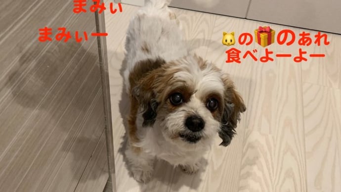ナダシン餅さん!