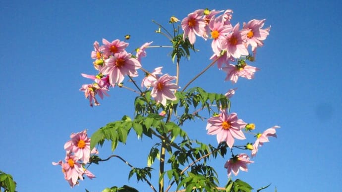 11月の花 & DIY防寒室の増設