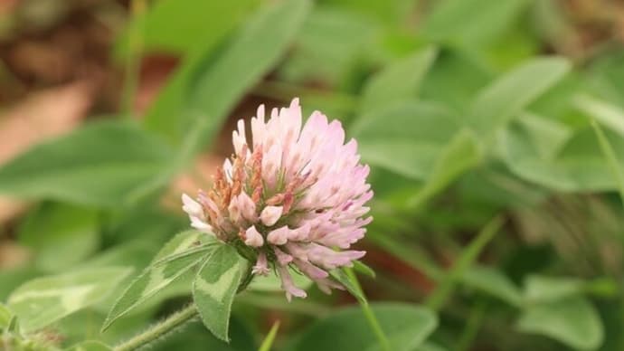 野の花
